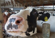 В первом квартале года пителинцы увеличили объем производства молока