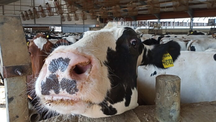 корова близко