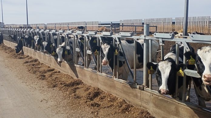 коровы на ферме