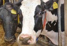 Увеличение поголовья дойного стада позволило пителинцам увеличить объемы производства молока