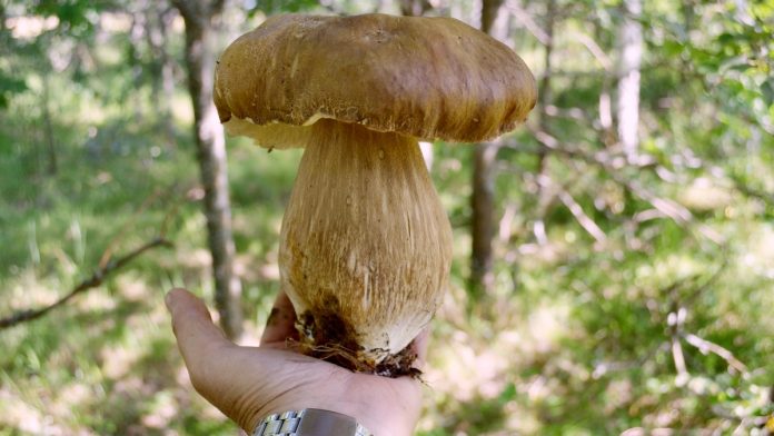 Грибы. Пителино. 11.07.25