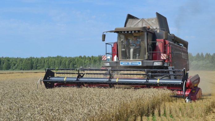 Уборка зерновых_Пителино_07.08 (2)