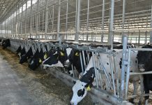 Объем производства молока в Пителинском округе за 2025 год превысил уровень предыдущего года более чем на 5 тысяч тонн