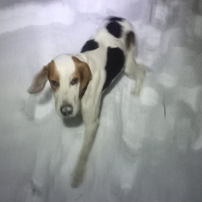 Потерялся пес. Пителино. 30.01.25_3