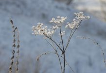 2 марта в Рязанской области осадков не ожидается