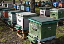 Вниманию пчеловодов! В округе проведут химобработку полей
